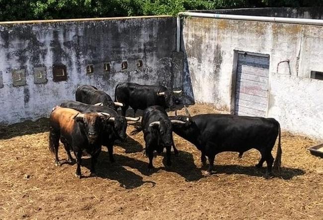 Toros victoriano del rio corrida